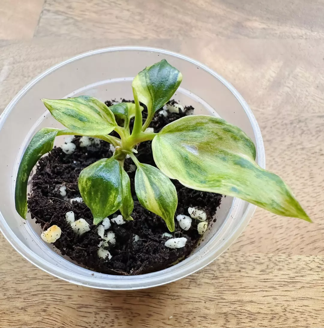 Philodendron Micans Aurea thumbnail