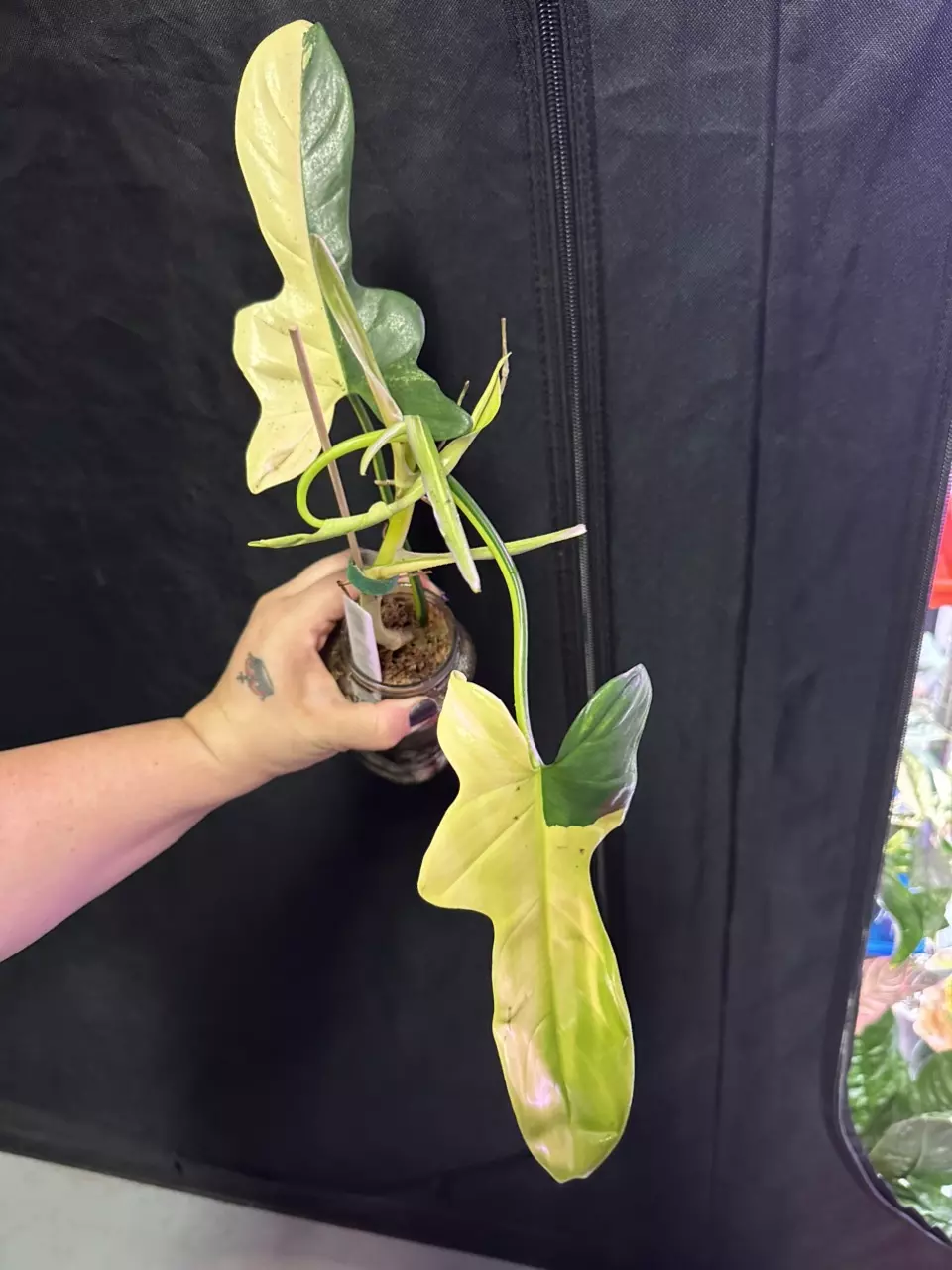 Philodendron Bi Pennifolium Variegated thumbnail