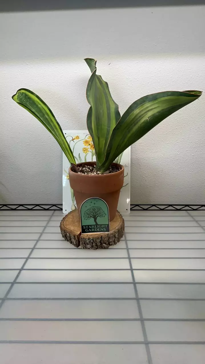 Sansaveria Whalefin Variegated thumbnail