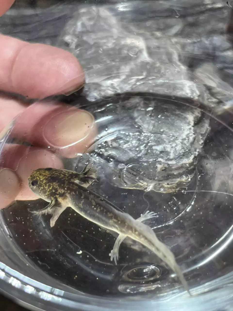 2in wild type axolotl thumbnail