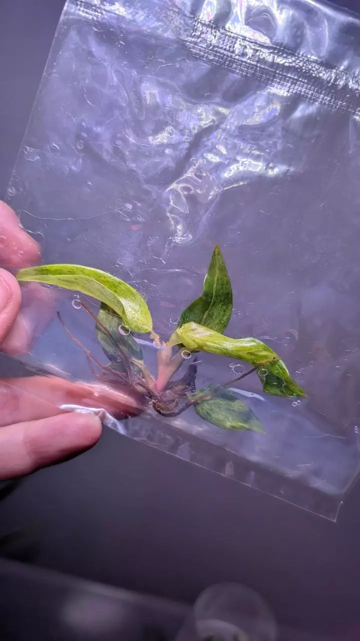 Philodendron Orange Marmalade TC thumbnail