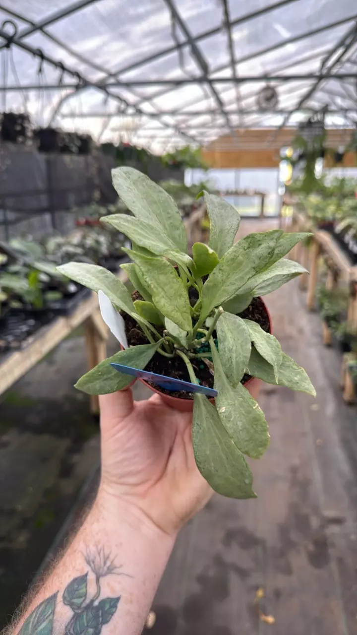 4” Hoya New Guinea ghost 1012 thumbnail