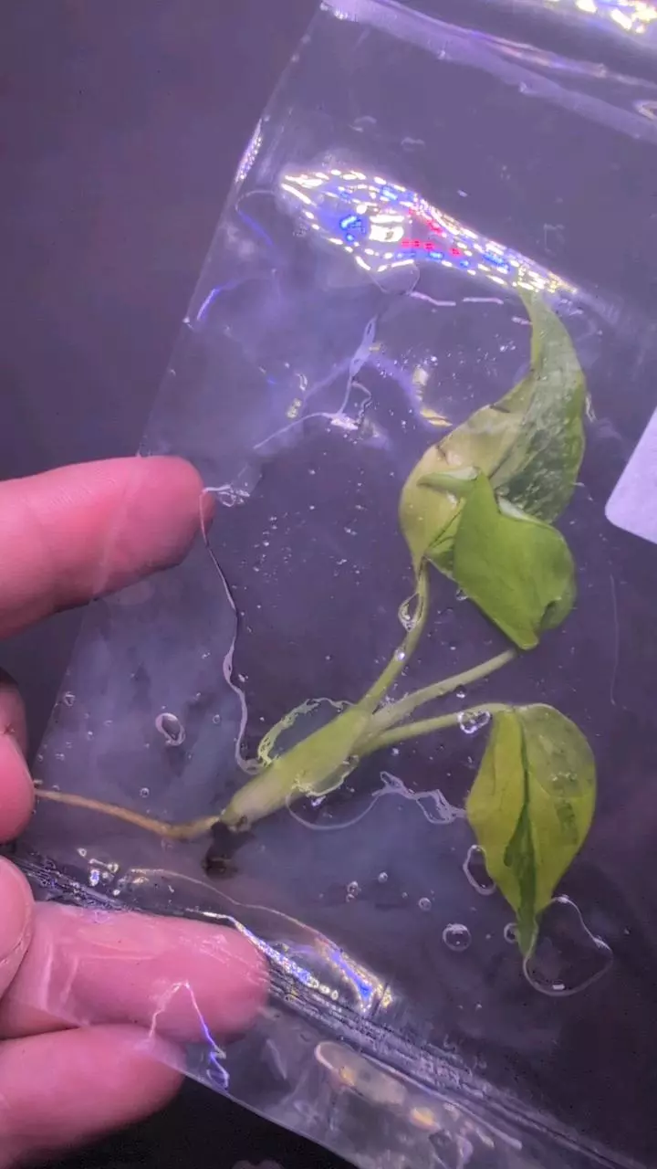 Monstera Electrolyte #4 TC thumbnail