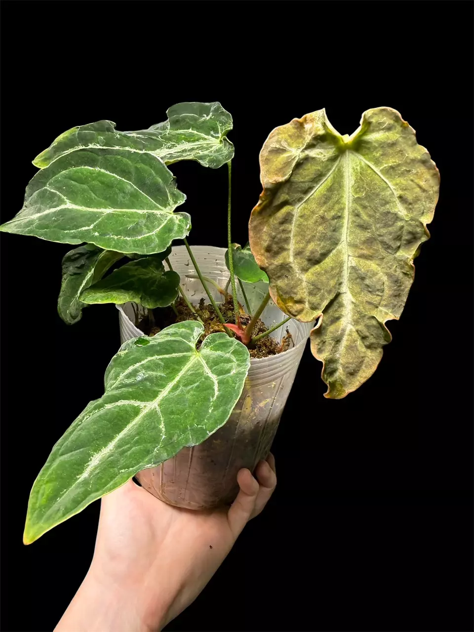 Mutated Anthurium Lost Tag Mother Plant thumbnail