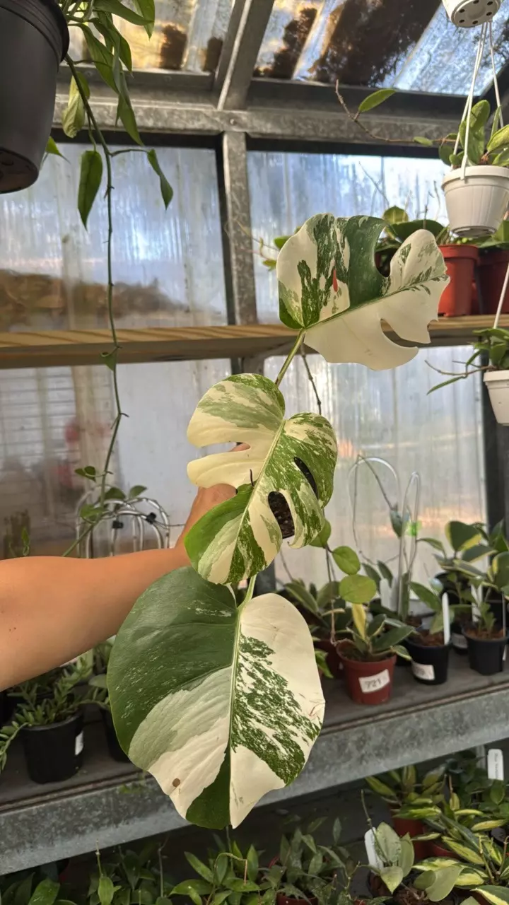 292 Monstera Albo thumbnail