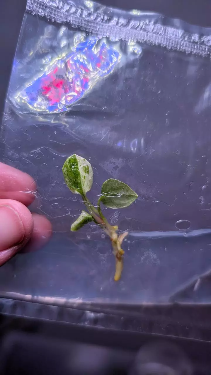 Anthurium Superbum Variegated TC thumbnail