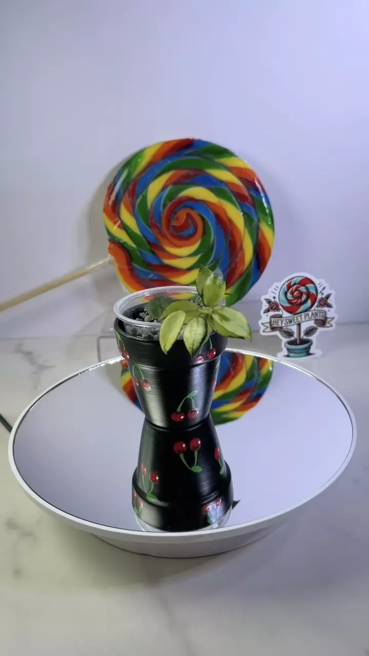 Hoya Lacunosa Illumi thumbnail