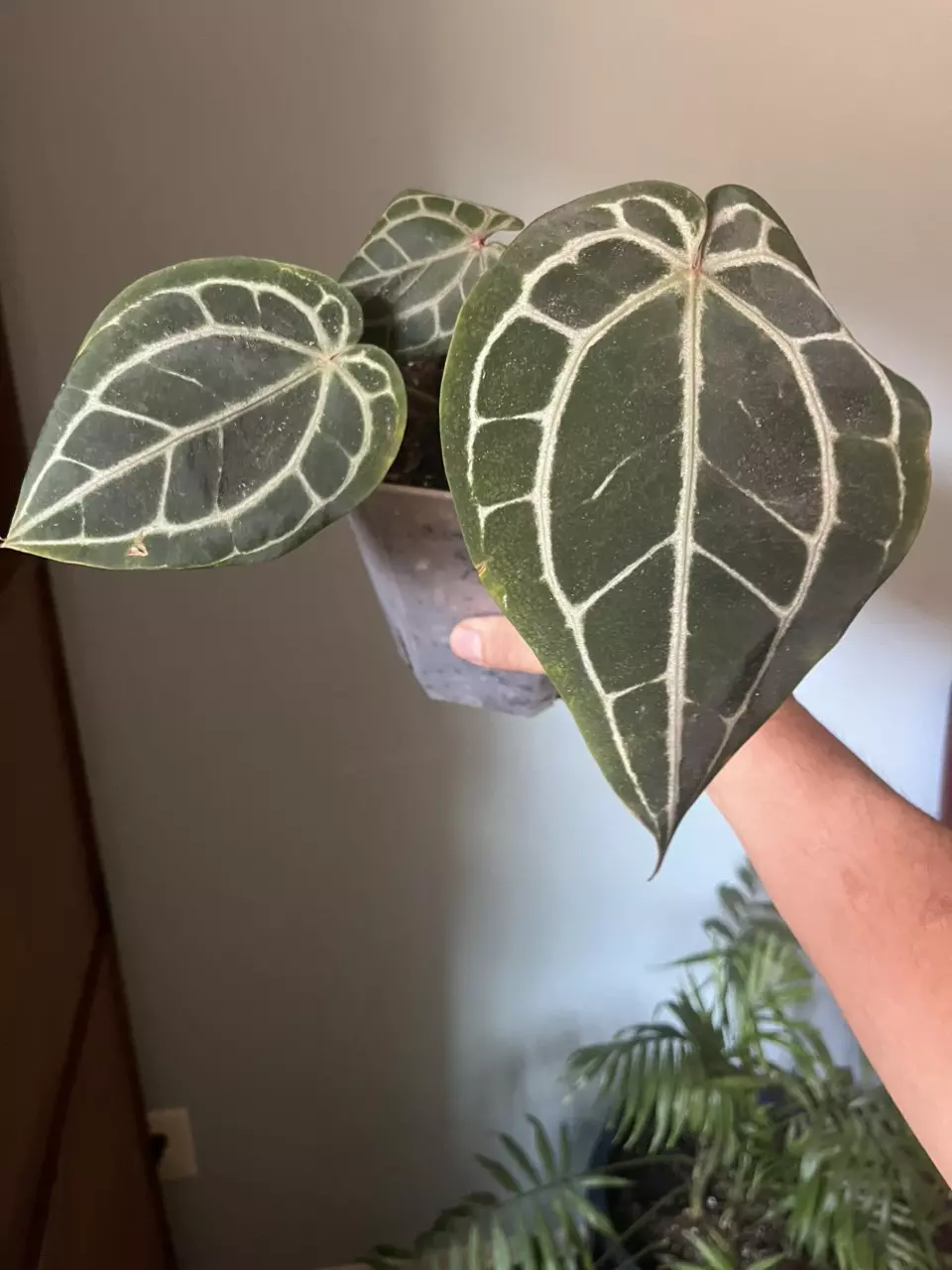 Anthurium Brielle x ( Zara x Michelle ) thumbnail