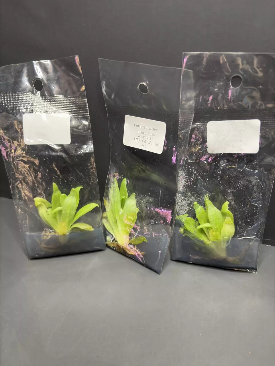 Mexican Pinguicula Butterwort "Aphrodite" Tissue Culture Plant Seller's Choice thumbnail