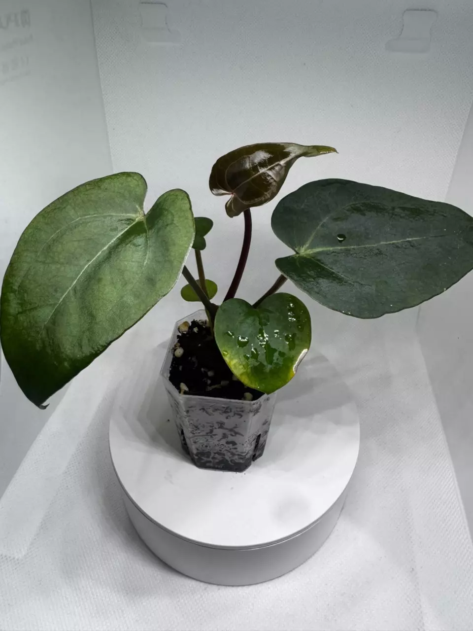 SKG RC x AOS DF thumbnail