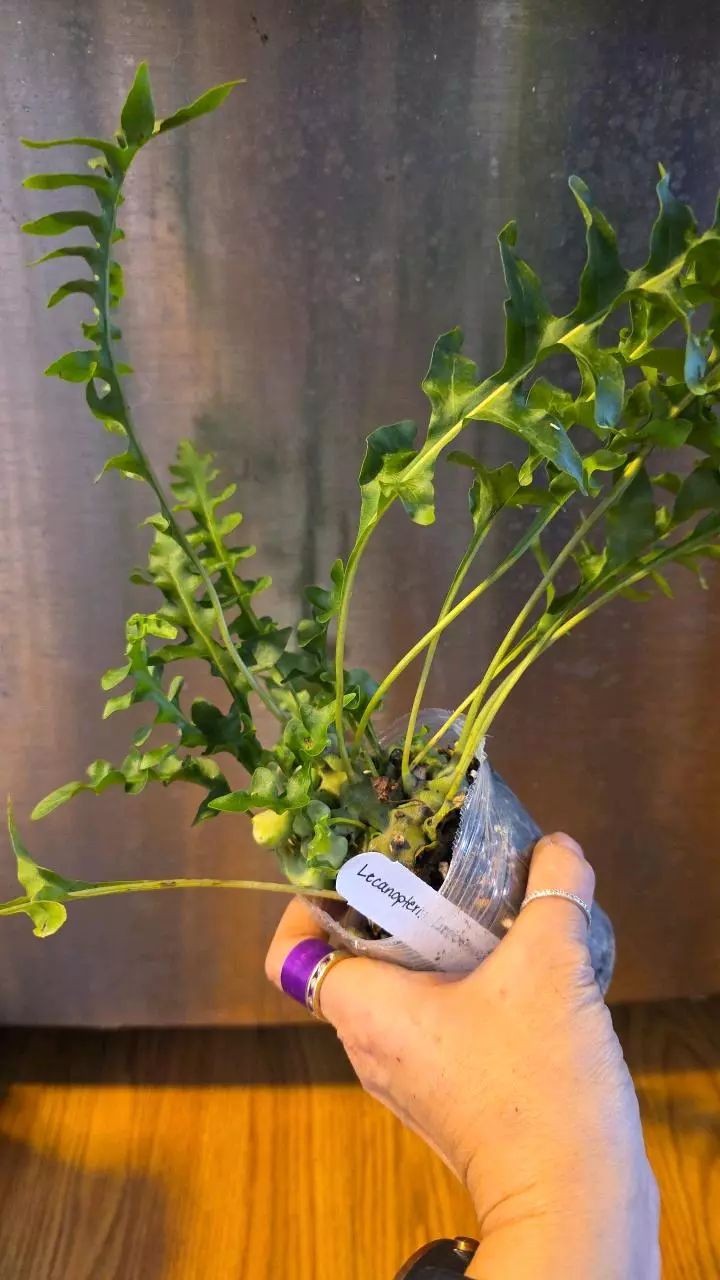 Lecanopteris Luzonensis, ant plant thumbnail