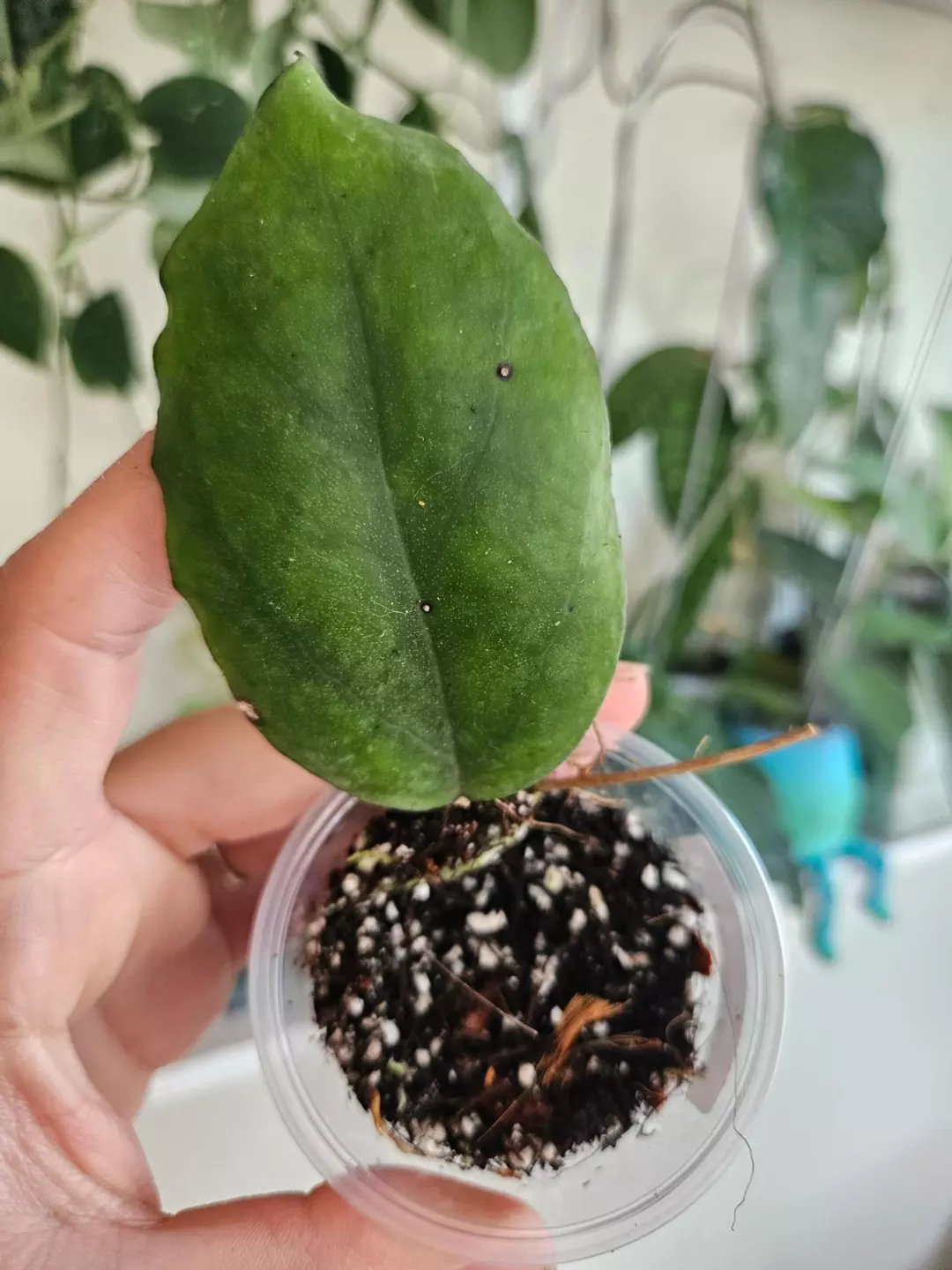 Hoya Seeds 002 1 leaf special thumbnail