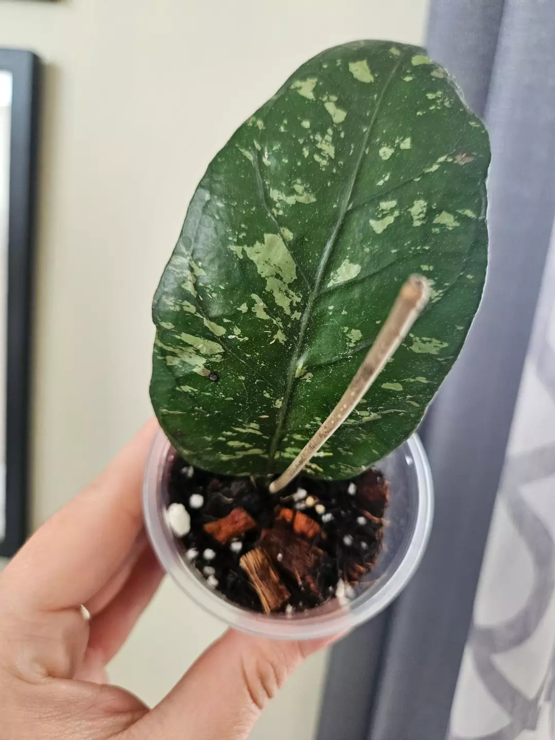 Hoya Aceh Mapu Splash thumbnail