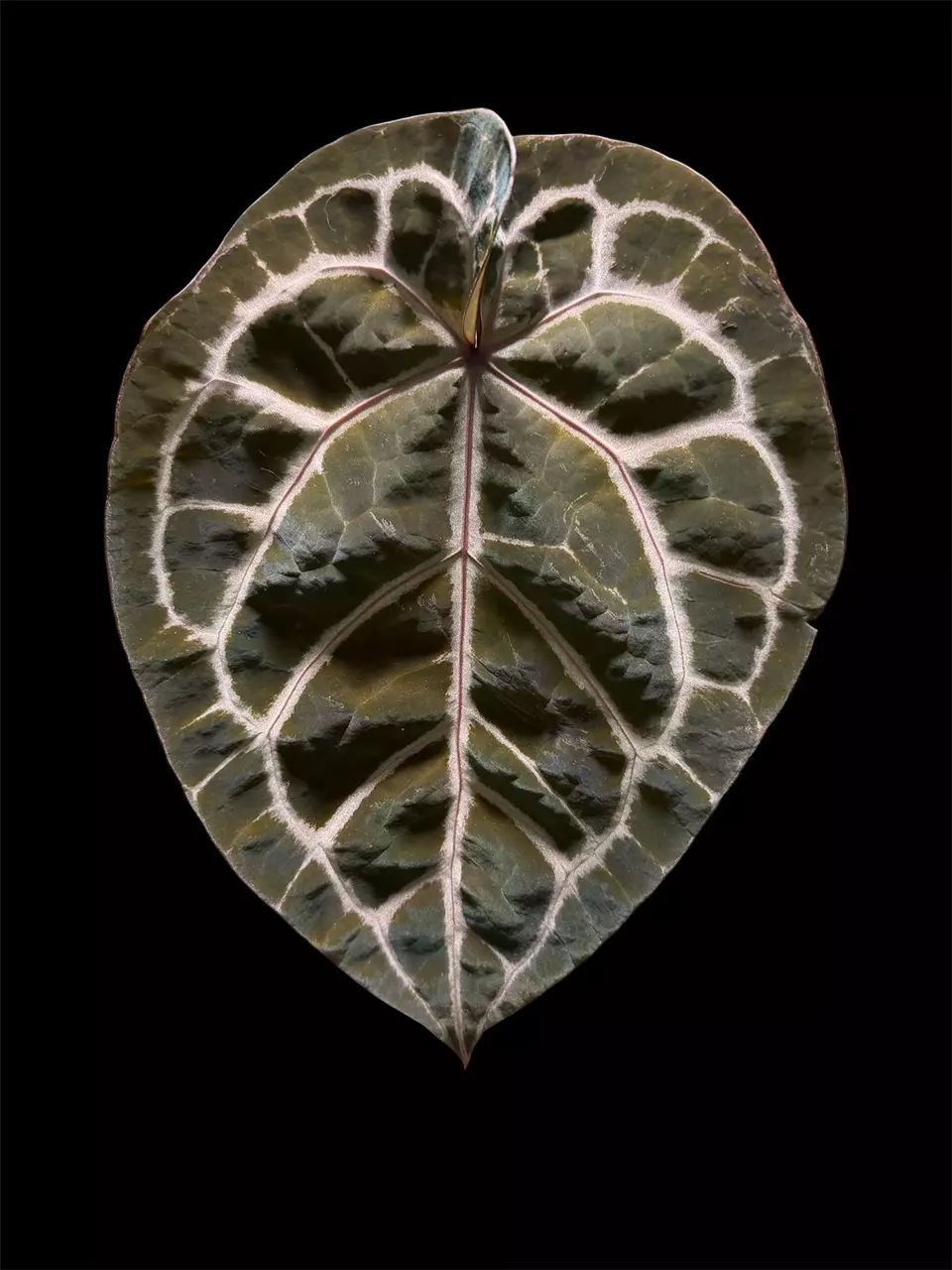 Large Anthurium Zara x Michelle thumbnail