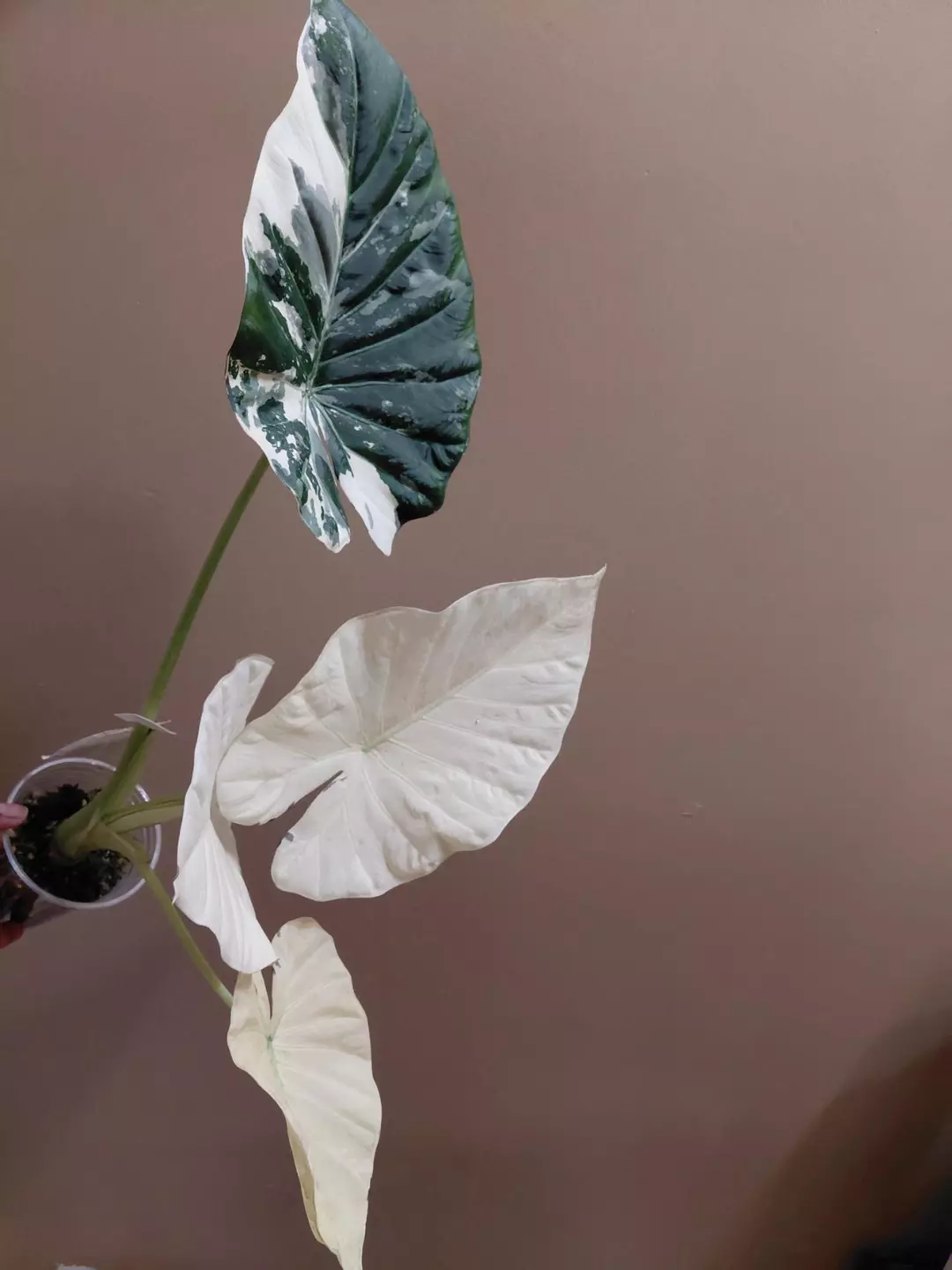 Alocasia Regal Shields Albo Corm Grown thumbnail