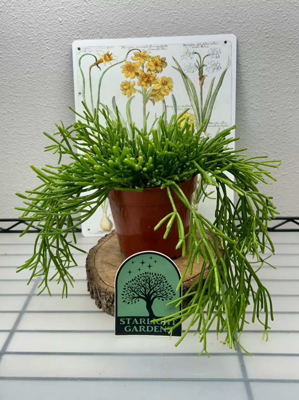 Rhipsalis clavata thumbnail