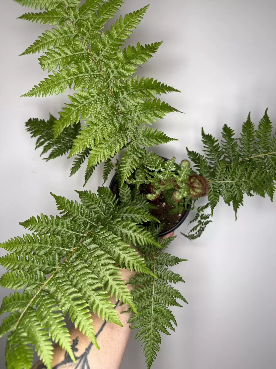 Fern Australian Tree Fern thumbnail