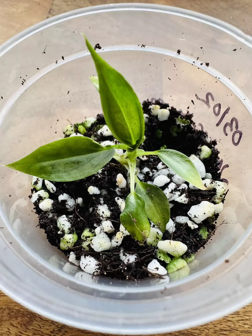 Philodendron Verrucosum Green on Green thumbnail