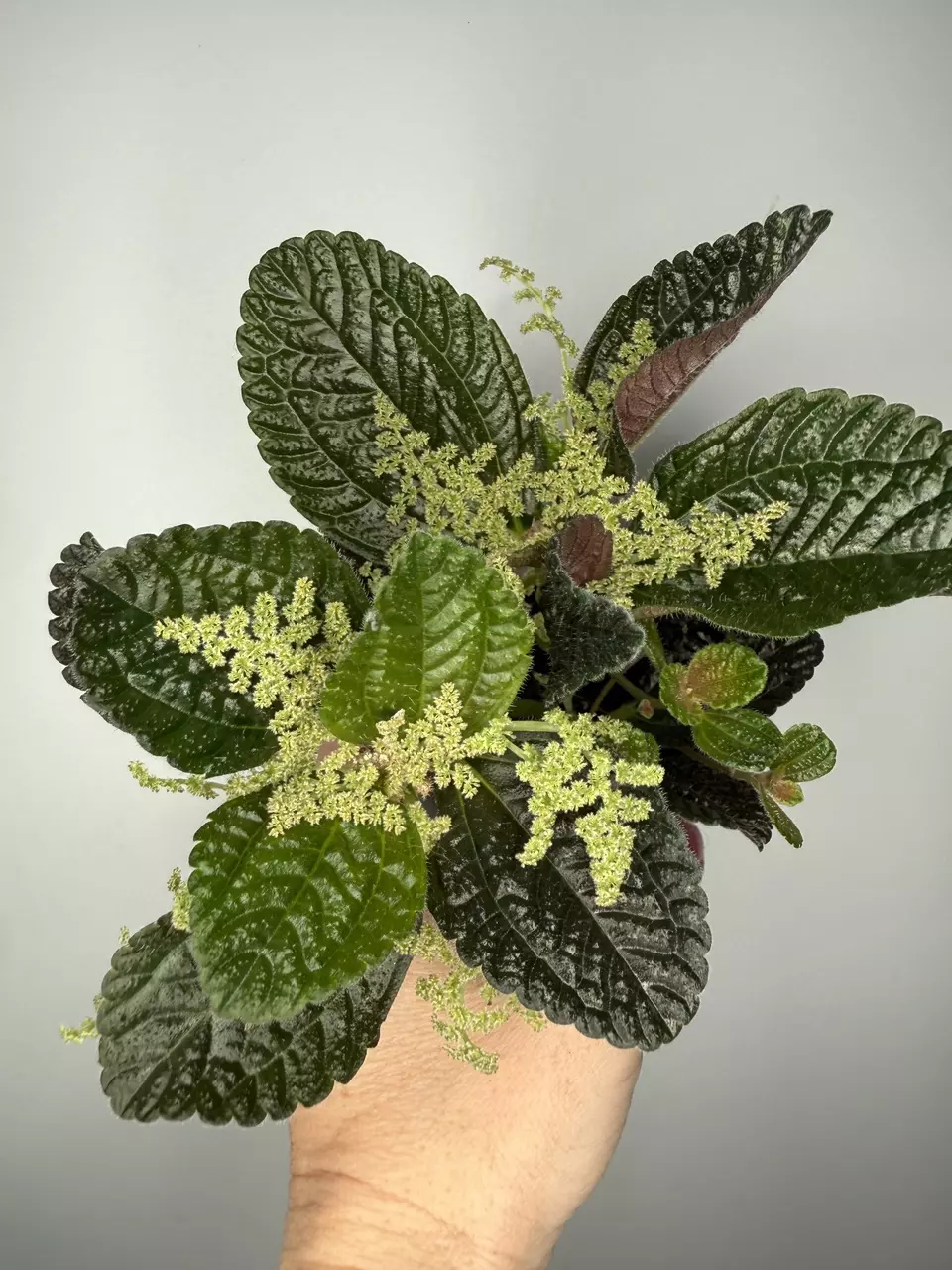 Pilea ‘Ripens’ Black Panimiga thumbnail