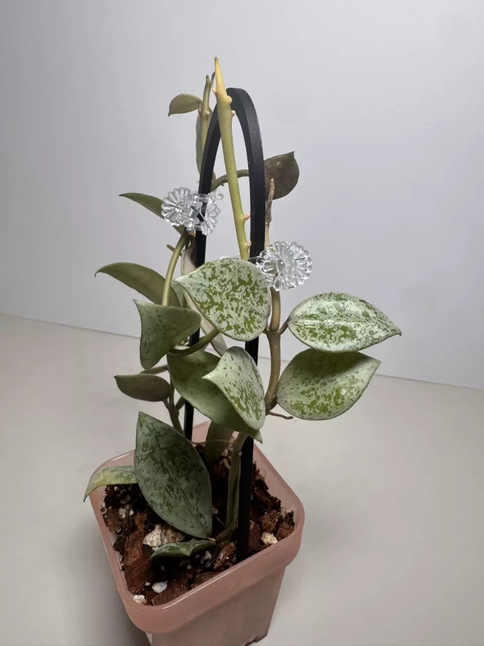 Hoya Lacunosa Tiger Skin 0739 thumbnail