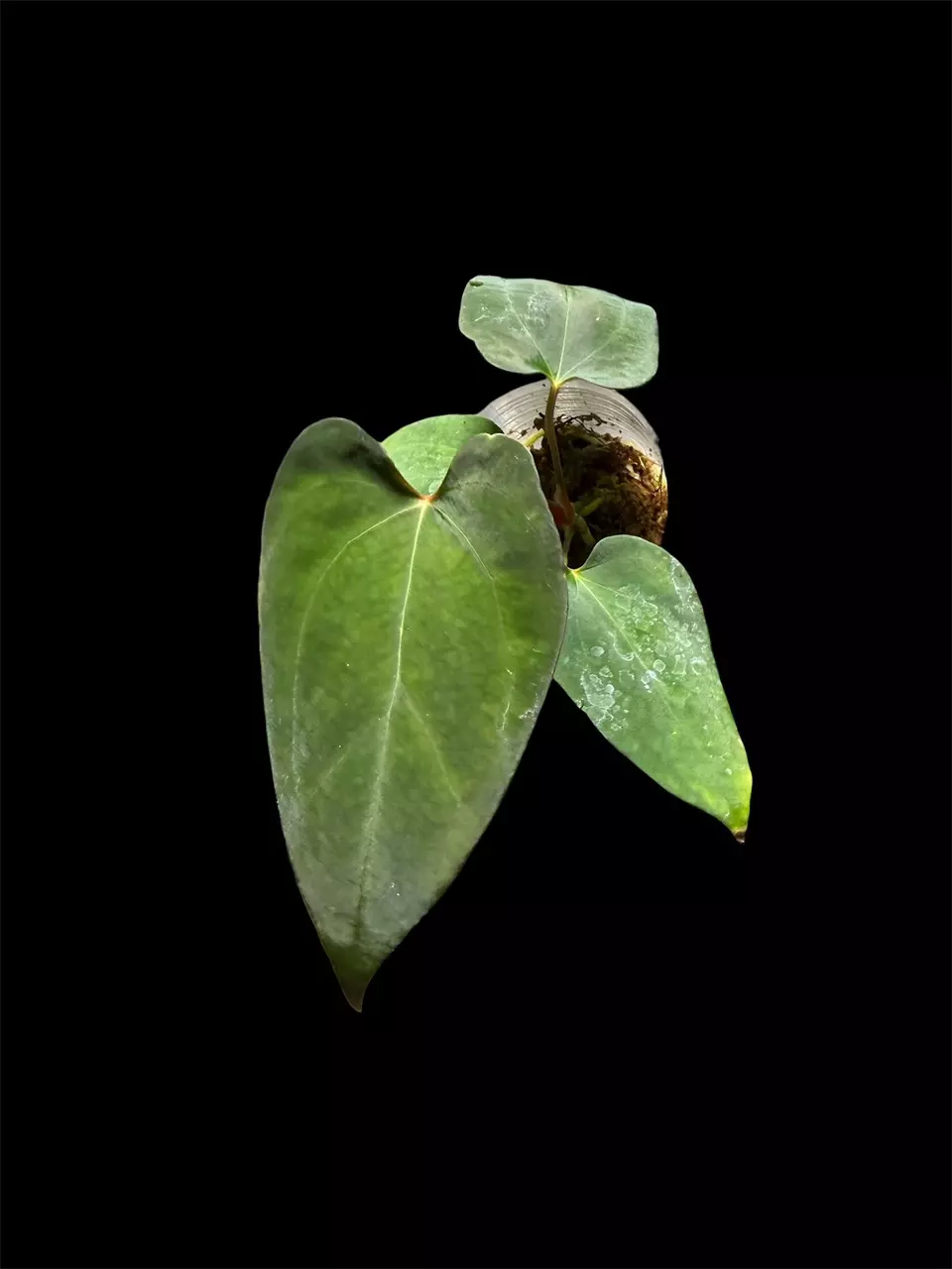 Anthurium Pap 11 x Dorito Port thumbnail