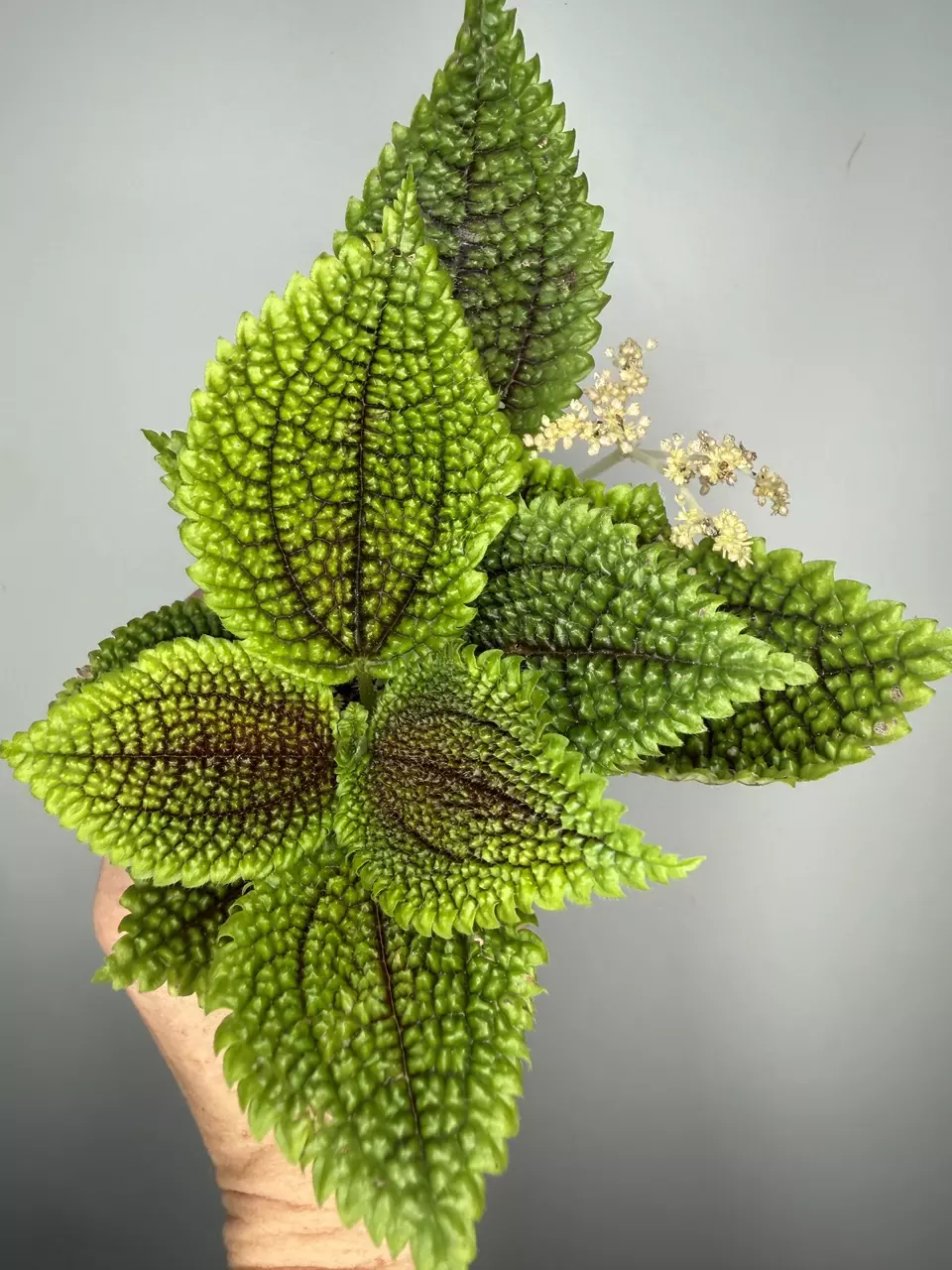 Pilea Mollis ‘Moon Valley’ Friendship Plant thumbnail