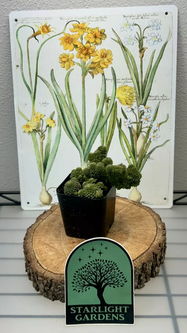 Molanthes polyphylla (has crest) thumbnail