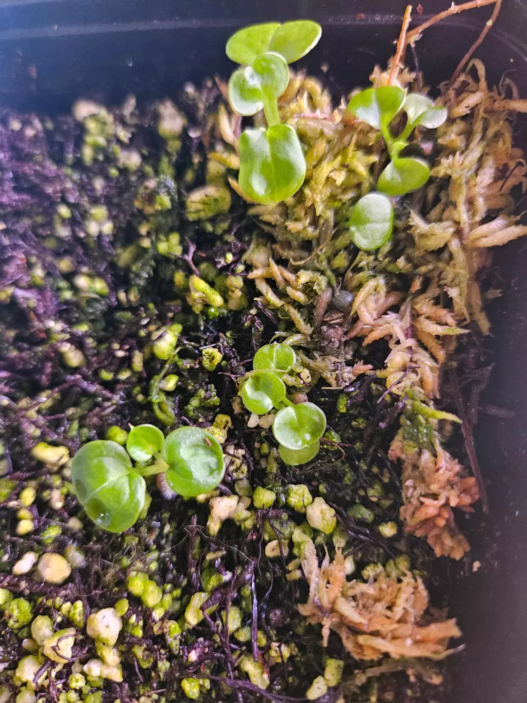 Anthurium seedling Dark Forgetti x Red Crystal thumbnail