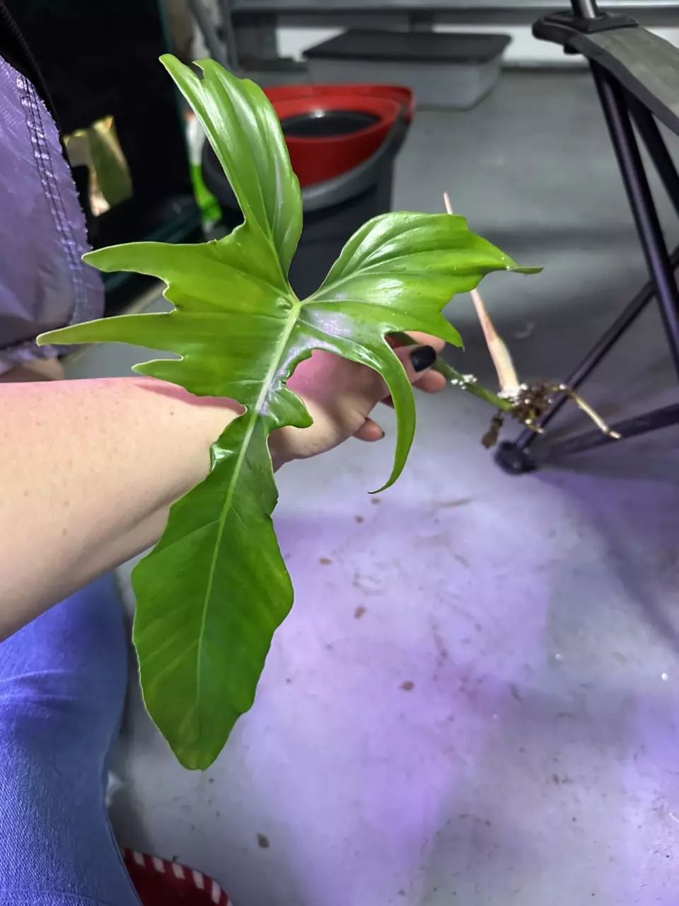Philodendron Belle Isle Top Cut thumbnail