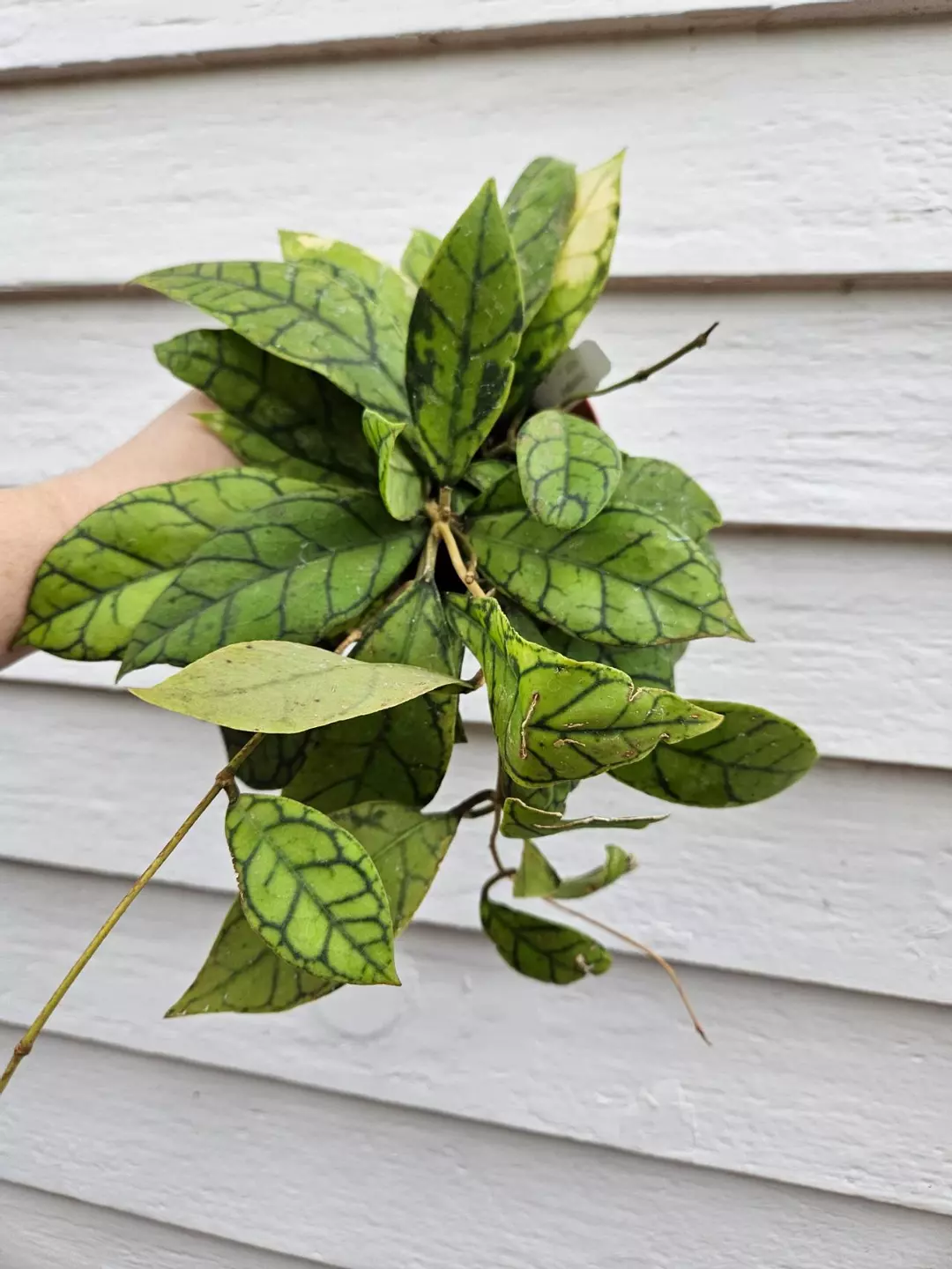 Hoya Black Cat Ugly Duckling Special thumbnail