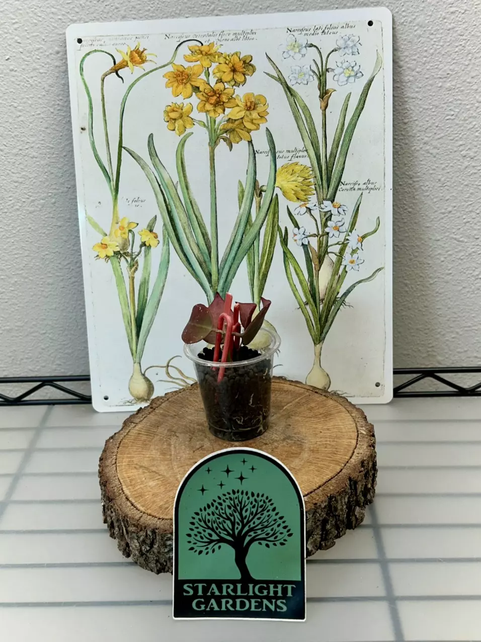 Hoya Wallianiana UT-152 thumbnail