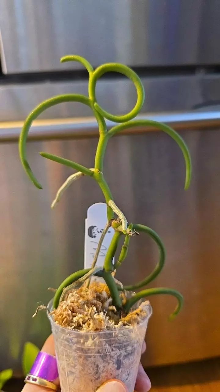 Papilionanthe Teresa var. Alba 'Olympic Rings' thumbnail