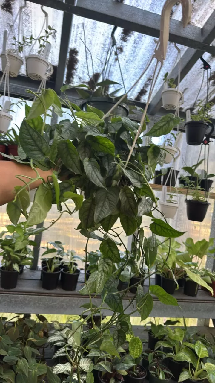 298 XLarge Monstera Siltepecana 8” thumbnail