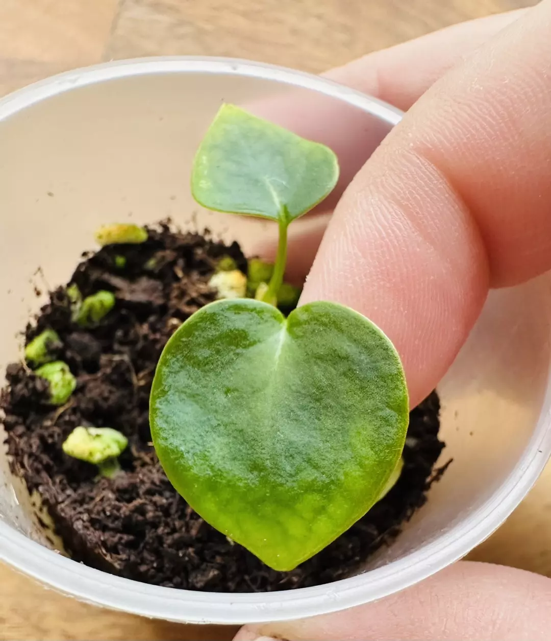 Anthurium Magnificum x Forgetii thumbnail