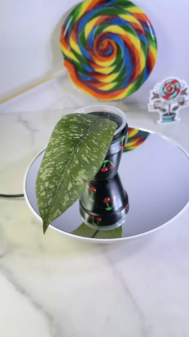 Hoya Mt. Gaja (NAP 062) thumbnail