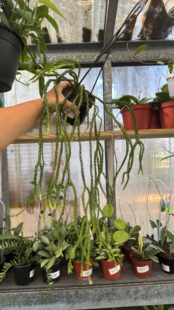 296 Huperzia Carinata Soi Dragon thumbnail