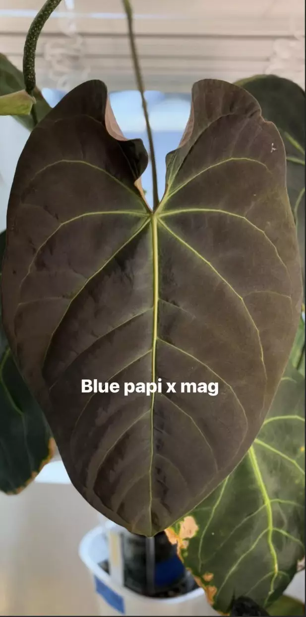 (Blue Pap x Mag) x Open seedlings BULK DEAL 5 pack thumbnail