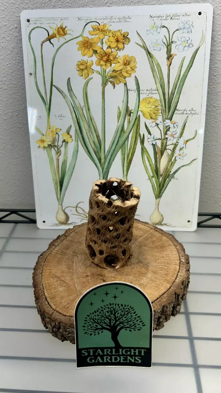 Cholla Wood (Small) thumbnail