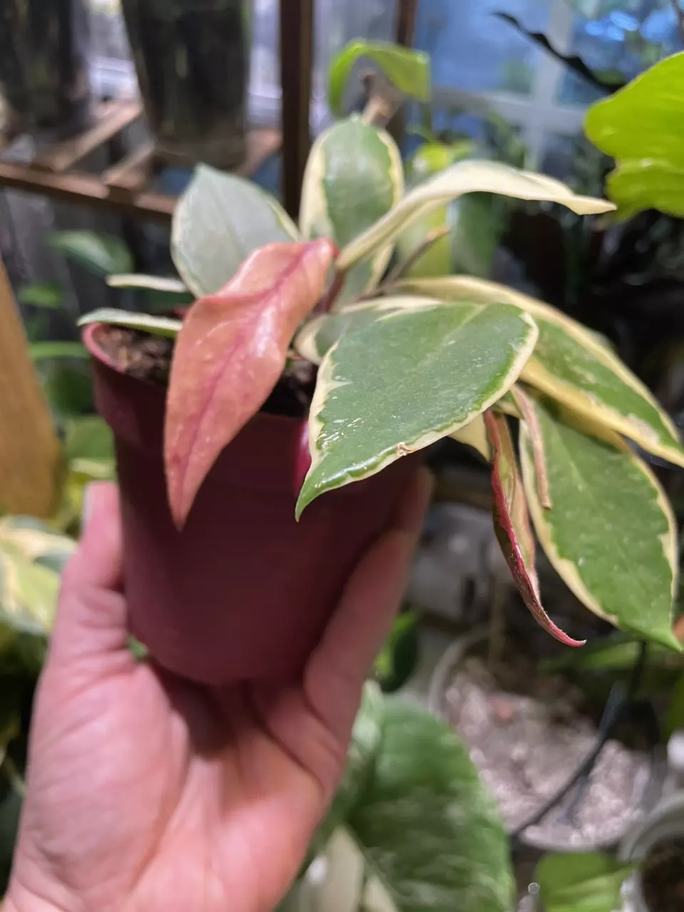 Hoya Crimson Princess thumbnail