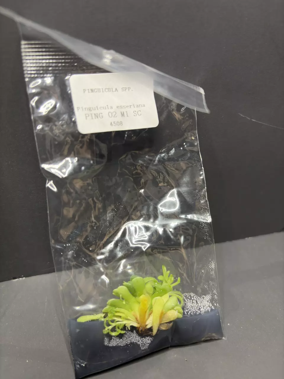 Mexican Pinguicula Butterwort Esseriana Tissue Culture Plant Seller's Choice thumbnail