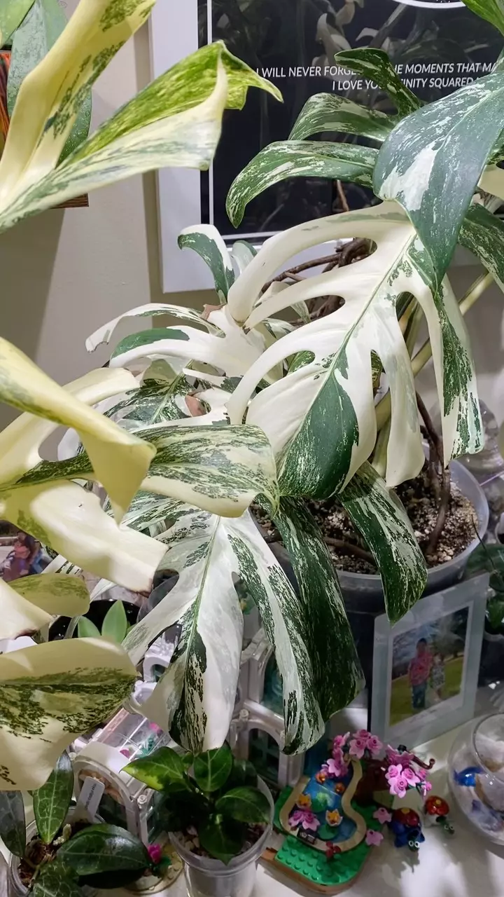 Monstera Albo thumbnail