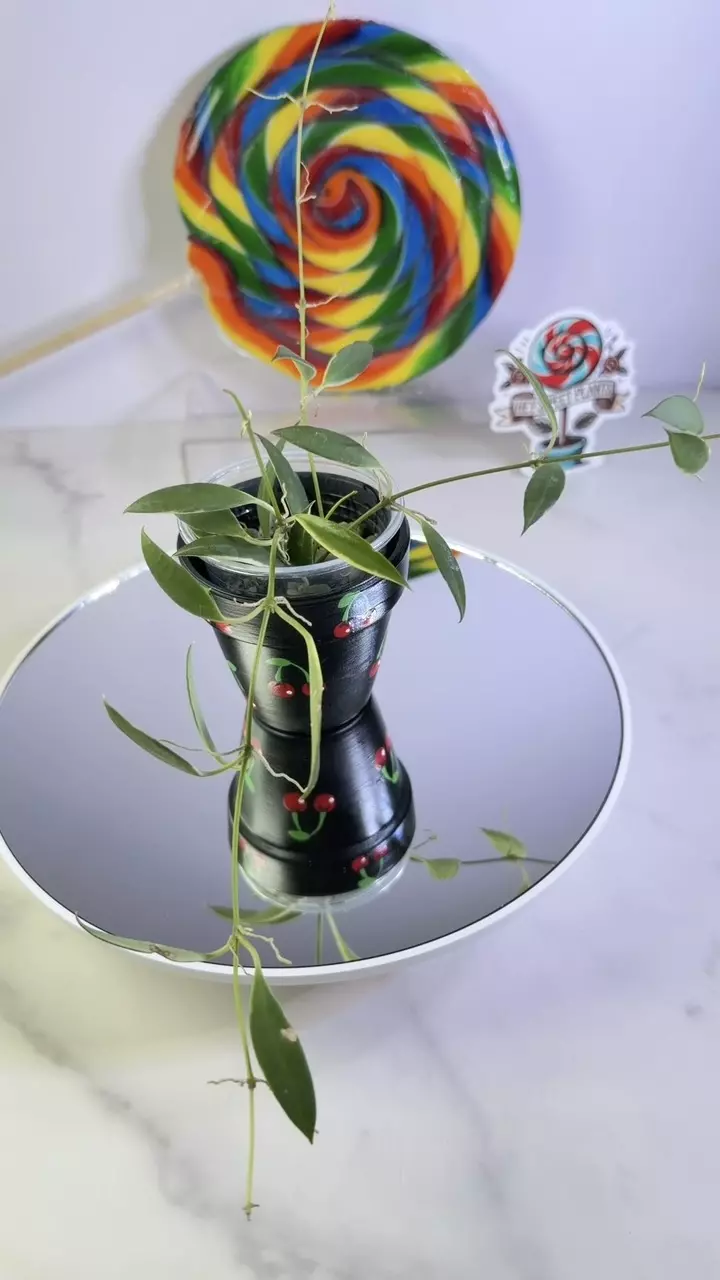 Hoya Tsangii outer variegated thumbnail