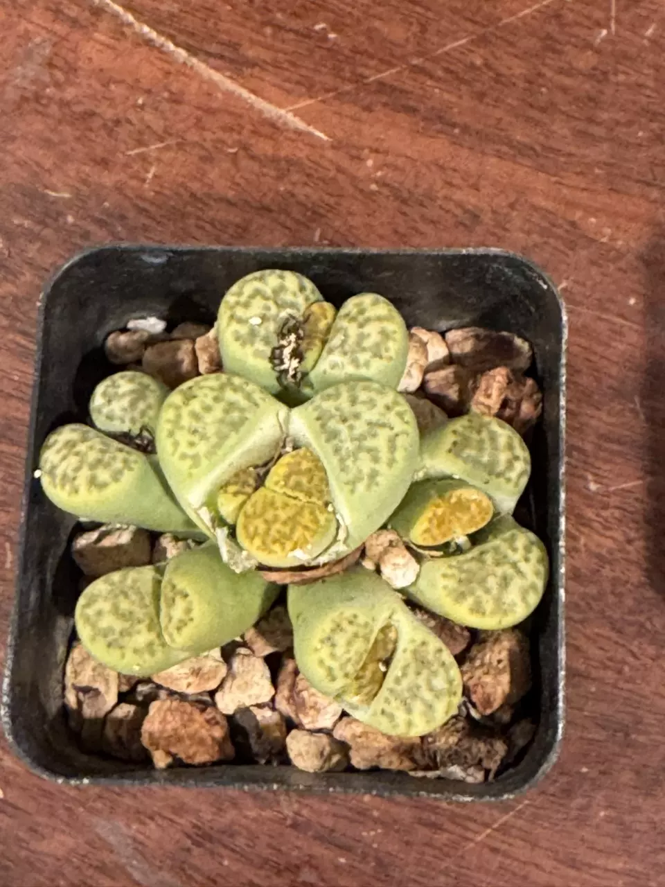 Lithops or Split Rocks thumbnail