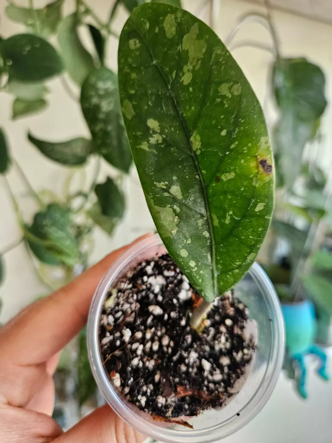 Hoya Aceh Air Suri thumbnail