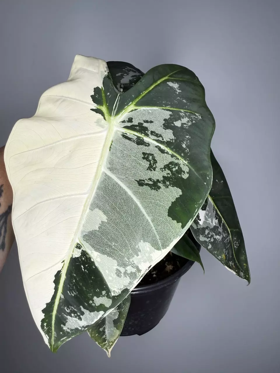 Alocasia Variegated Frydek - 6” Pot thumbnail