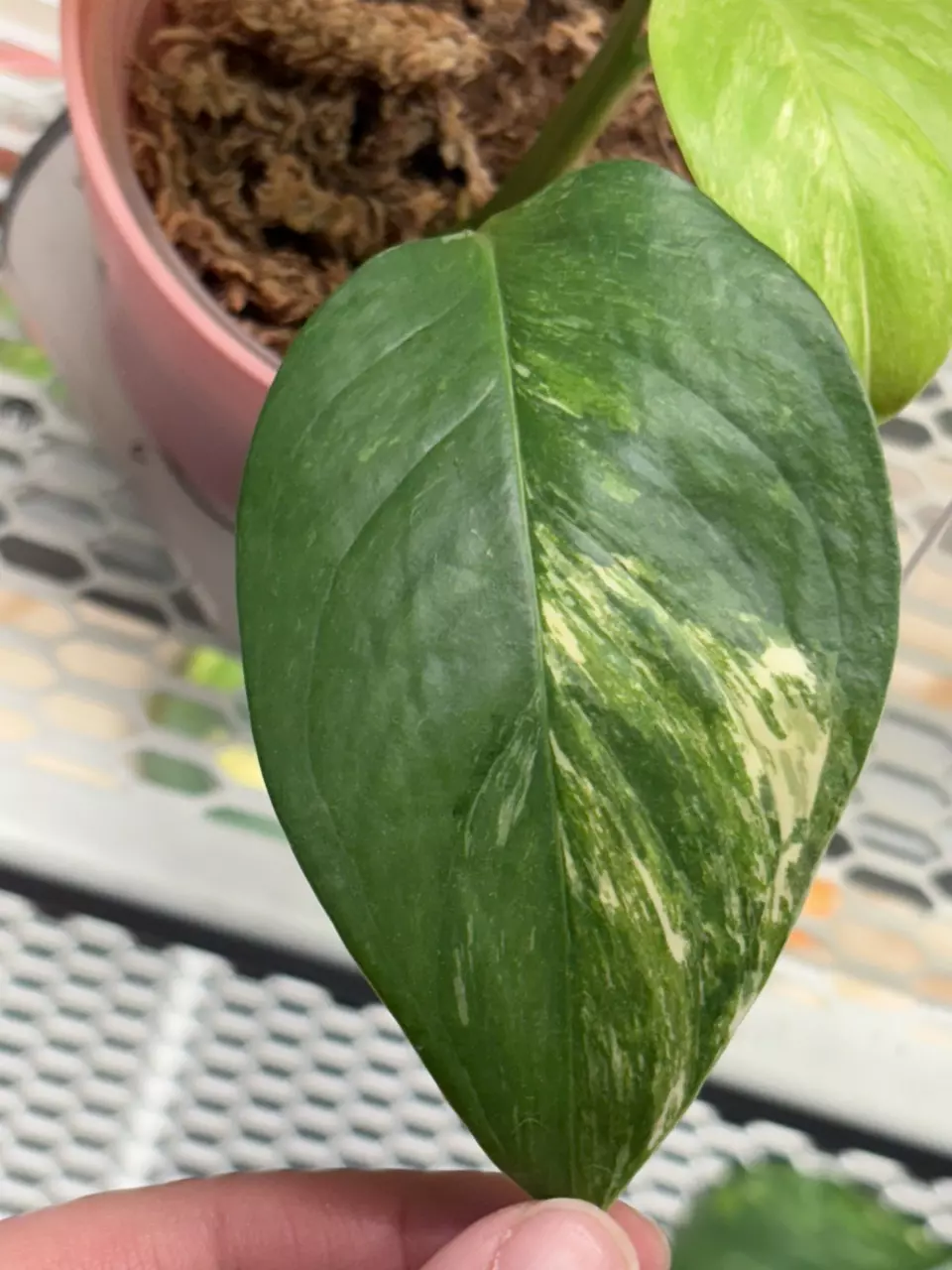 ML2- monstera lechleriana albo thumbnail