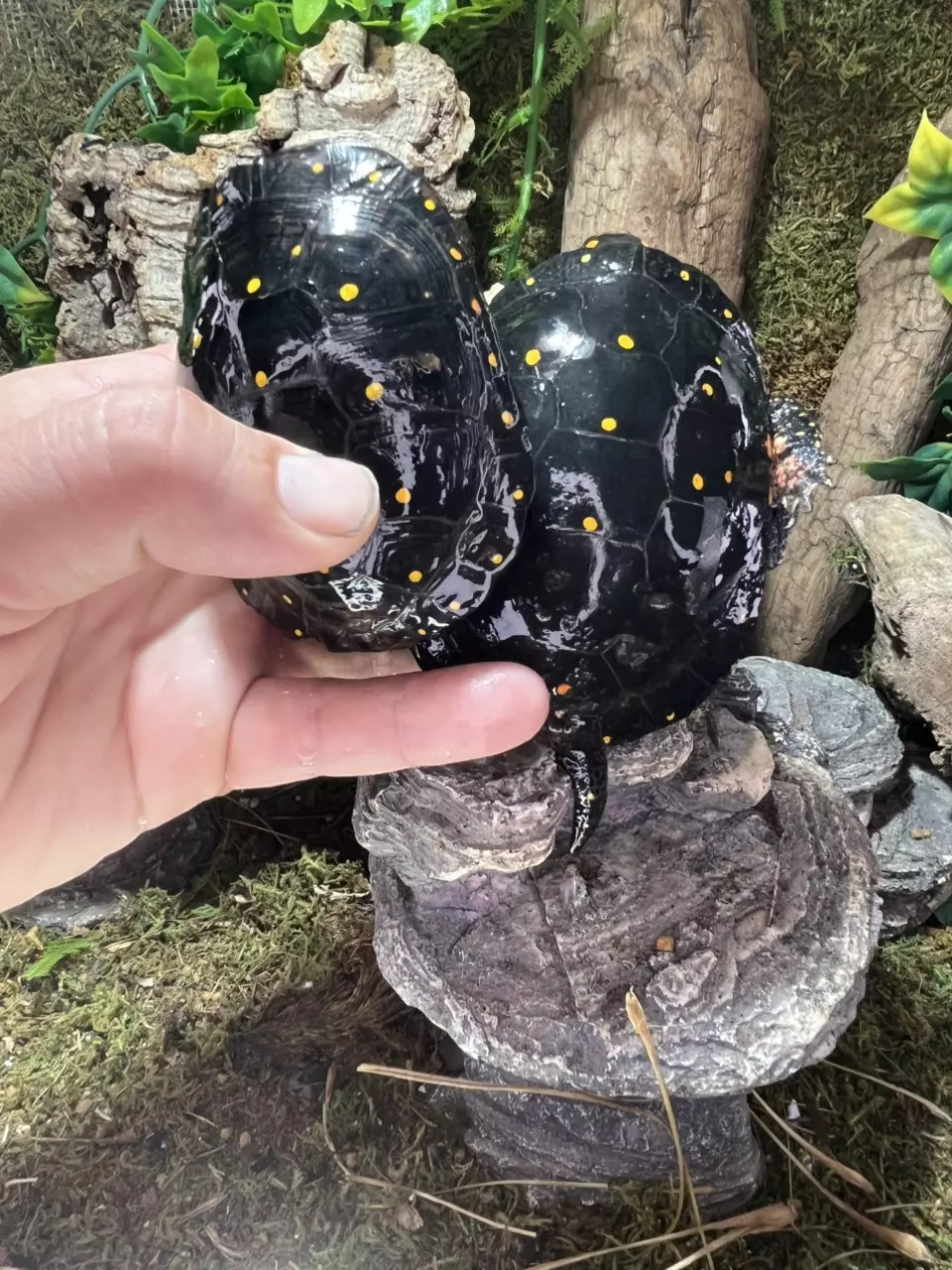 Sub adult pair of spotted turtles thumbnail