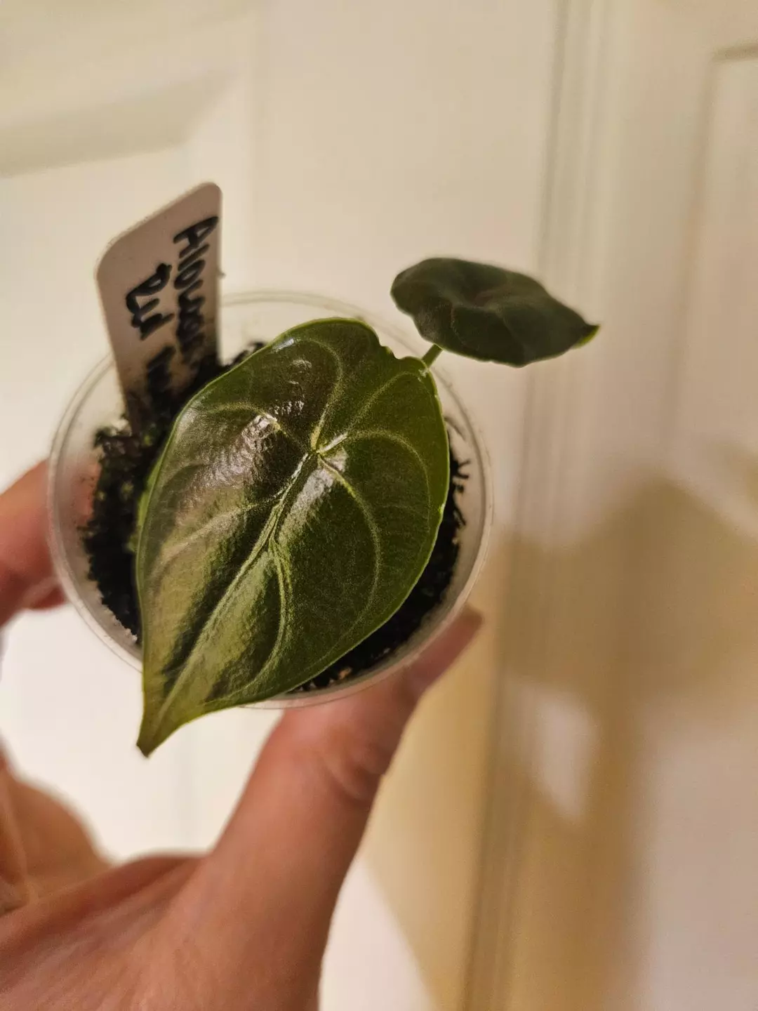 Alocasia azlanii red mamba starter thumbnail