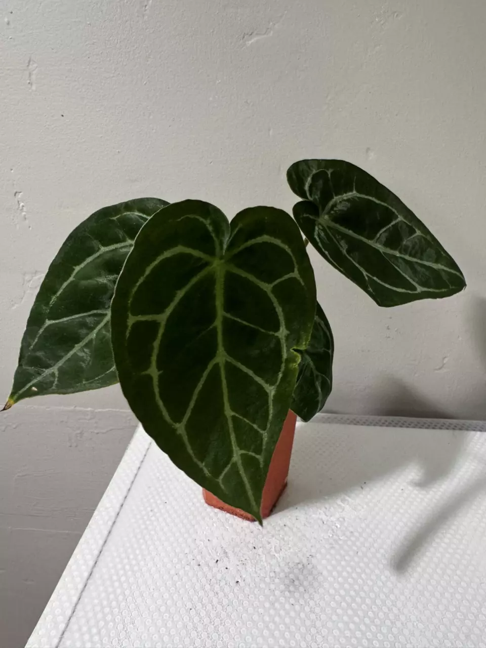 Anthurium AOS x Doc Block thumbnail