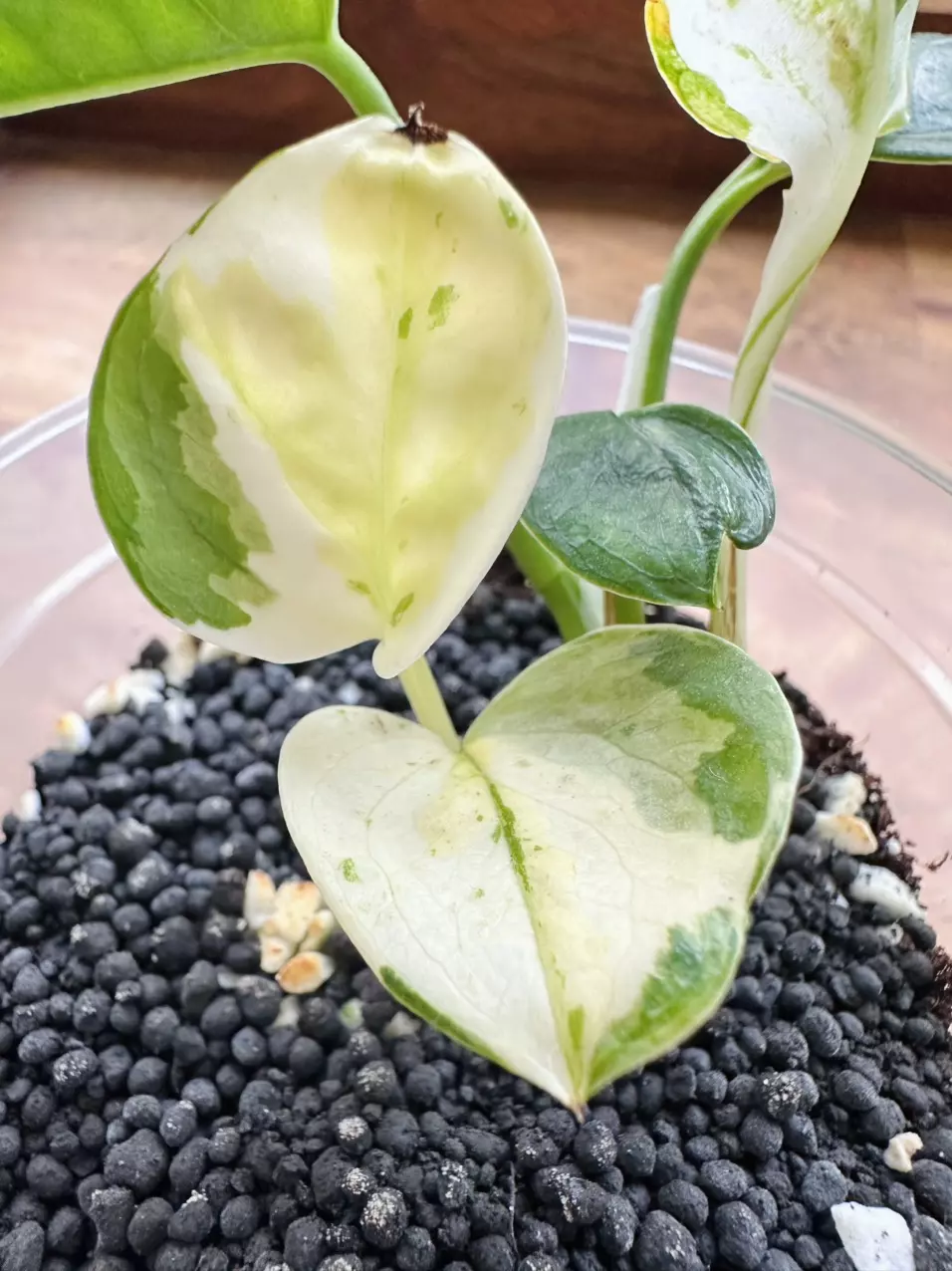 Epipremnum ‘Japanese Global’ Pothos thumbnail